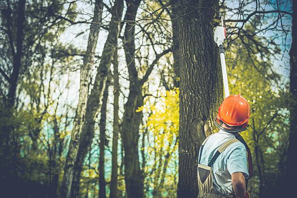 How Our Tree Care Process Works  in  Star City, WV